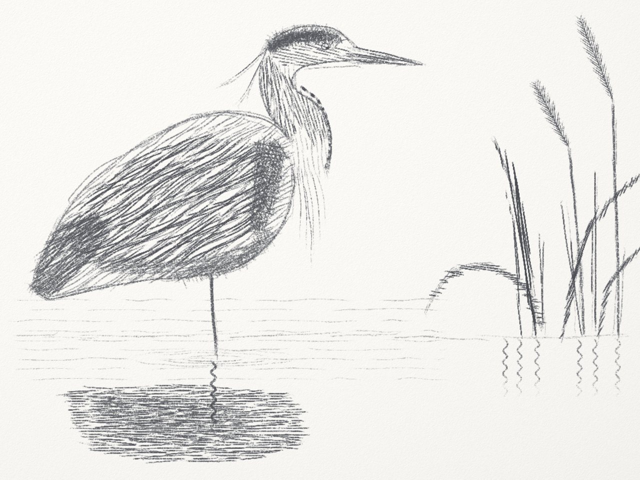 Pencil heron 2: looser lines over a light rough sketch.