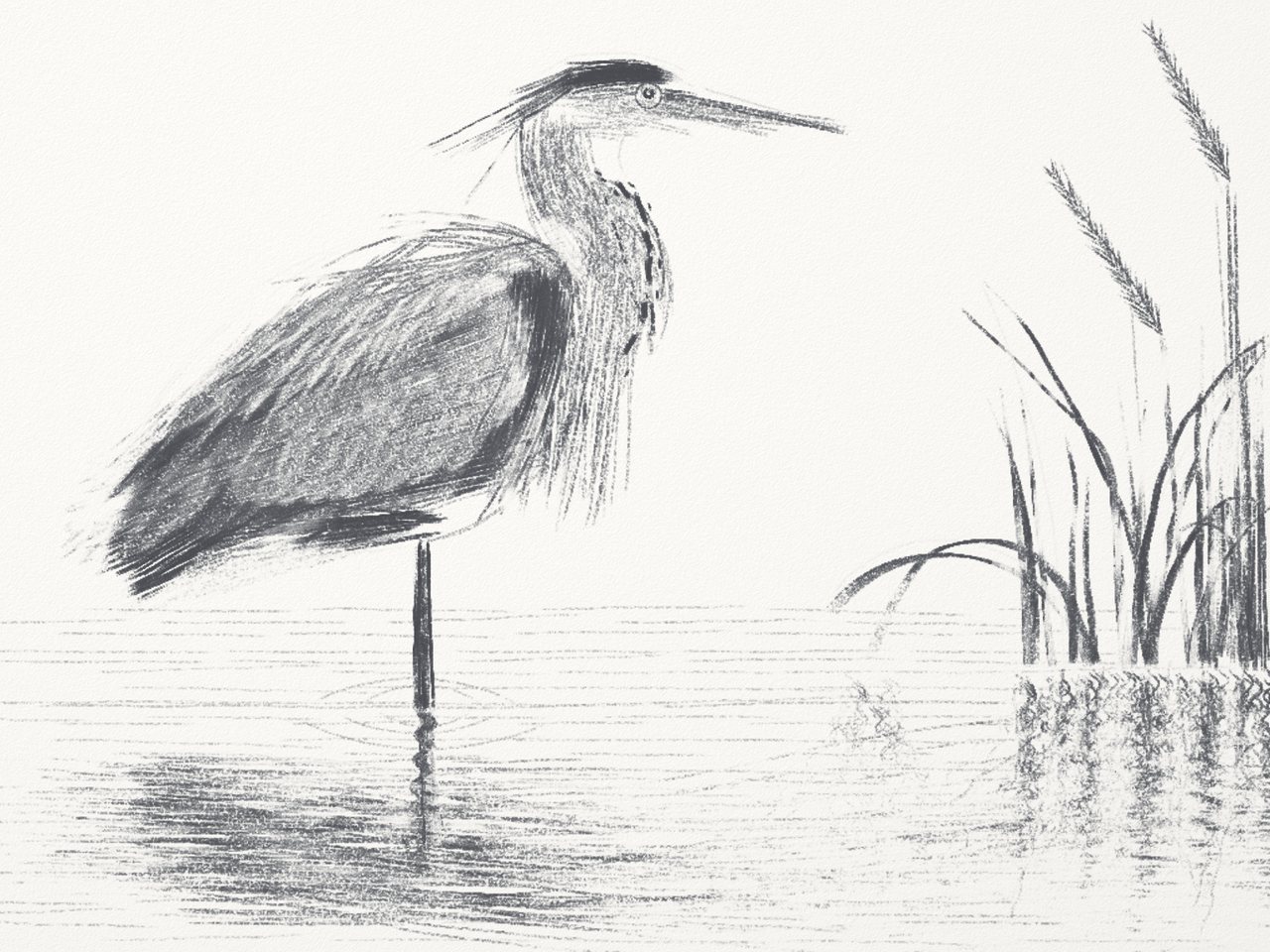 Pencil heron 4: heron 3 refined, with fuller tone in the wing, reeds and water.