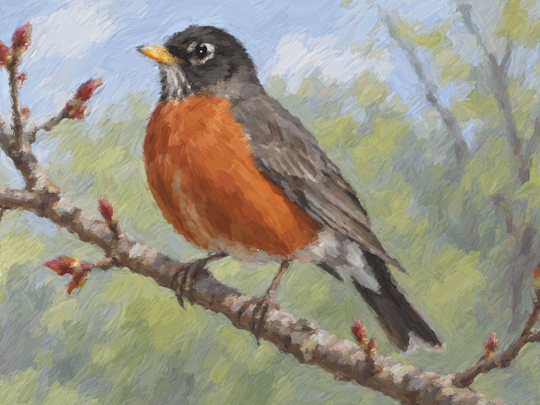 Robin 3.