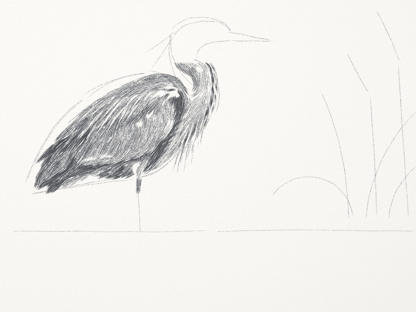 Heron 5 midway: body tone laid in strokes that follow the feathers.