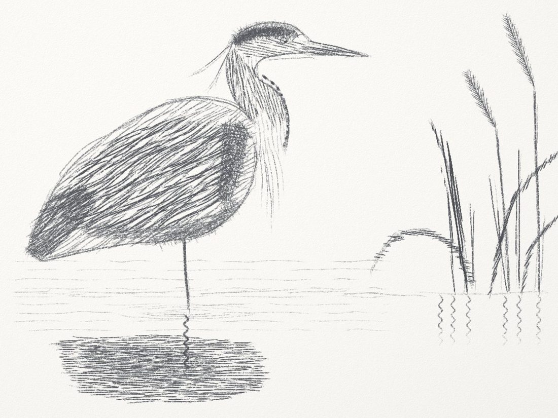Pencil heron 2.