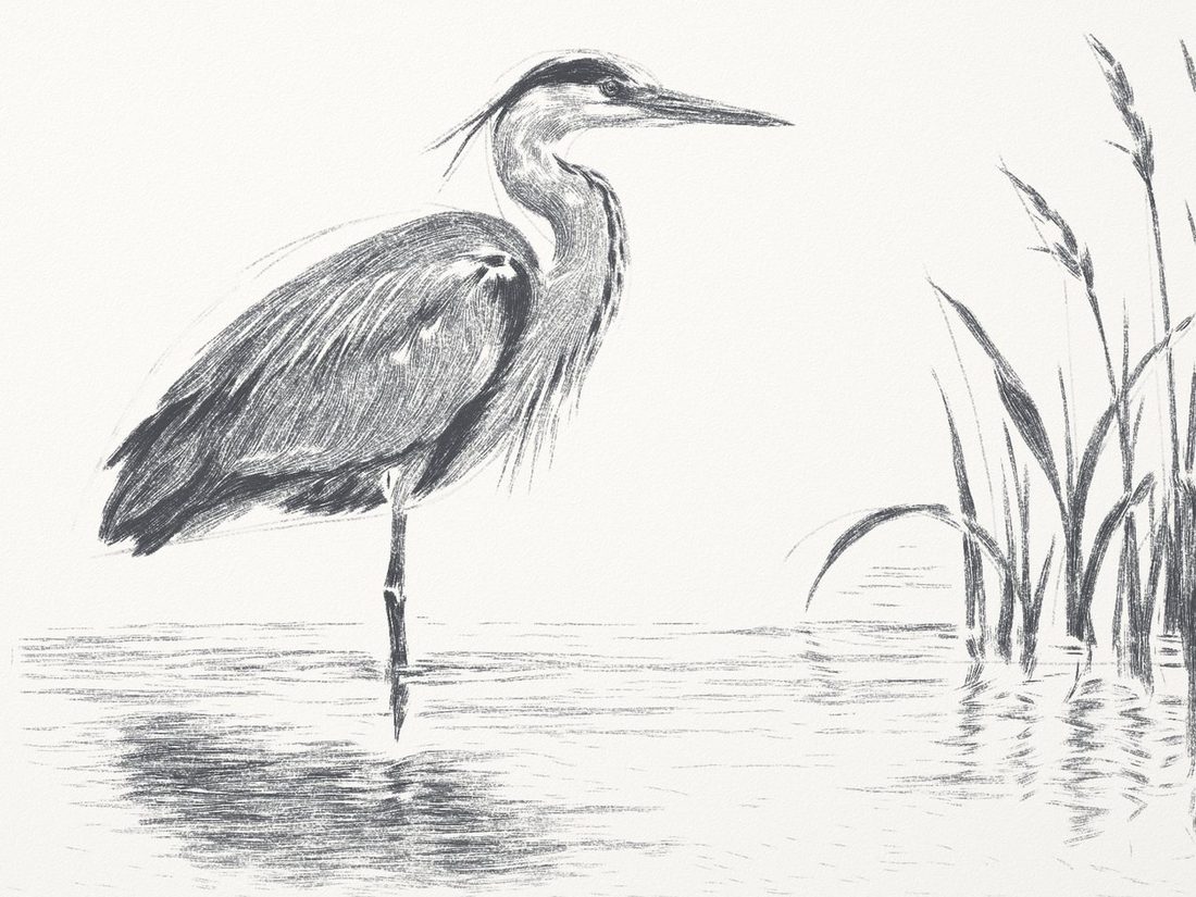 Pencil heron 5: a detailed graphite heron with feathers, reeds and rippled water.